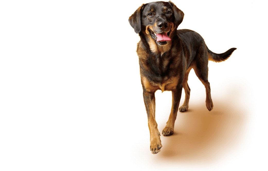 Cão da raça labrador shepherd mix