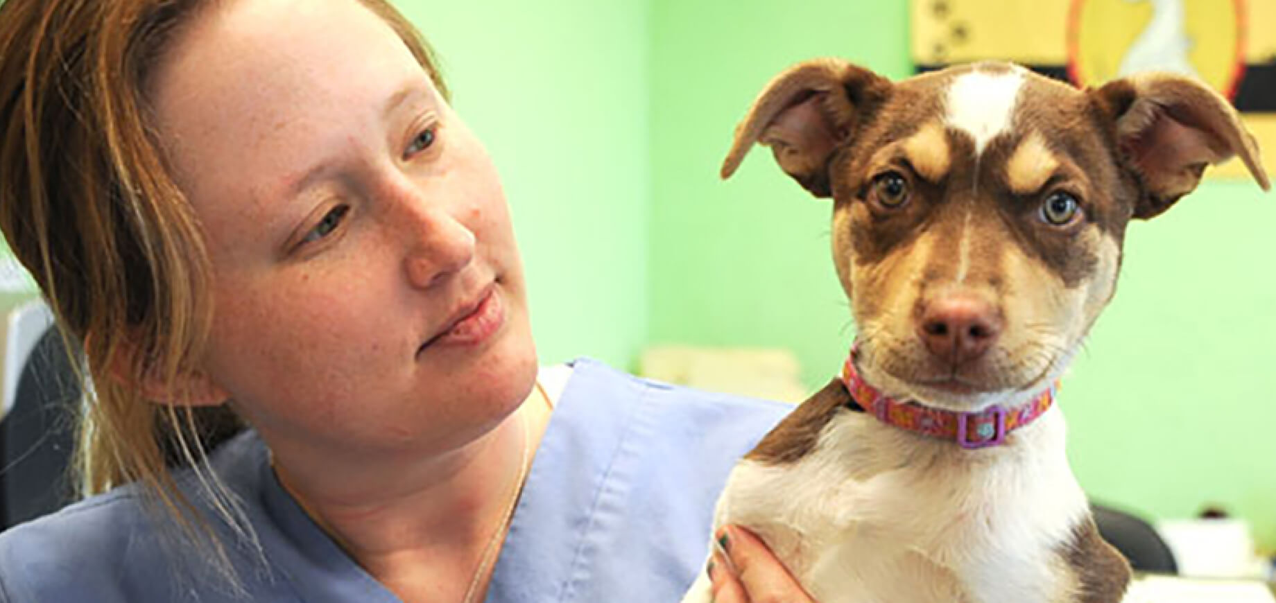 Quais vacinas um cachorro precisa tomar ao longo da vida?