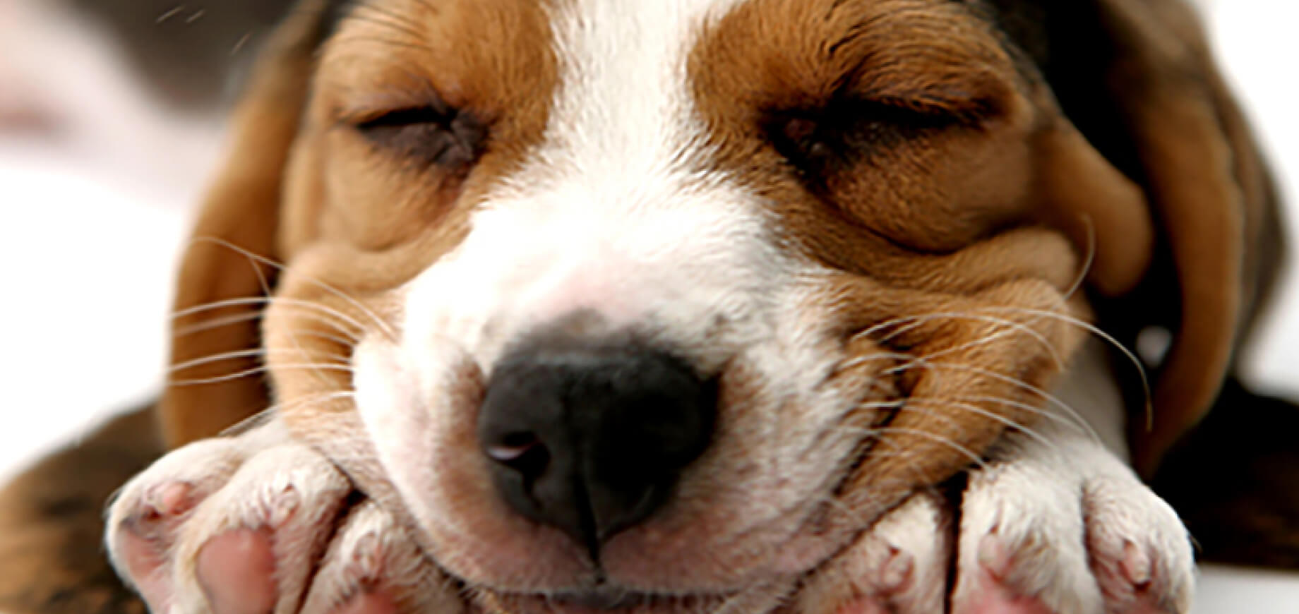 Adestramento de cães: descubra como educar seu cachorro