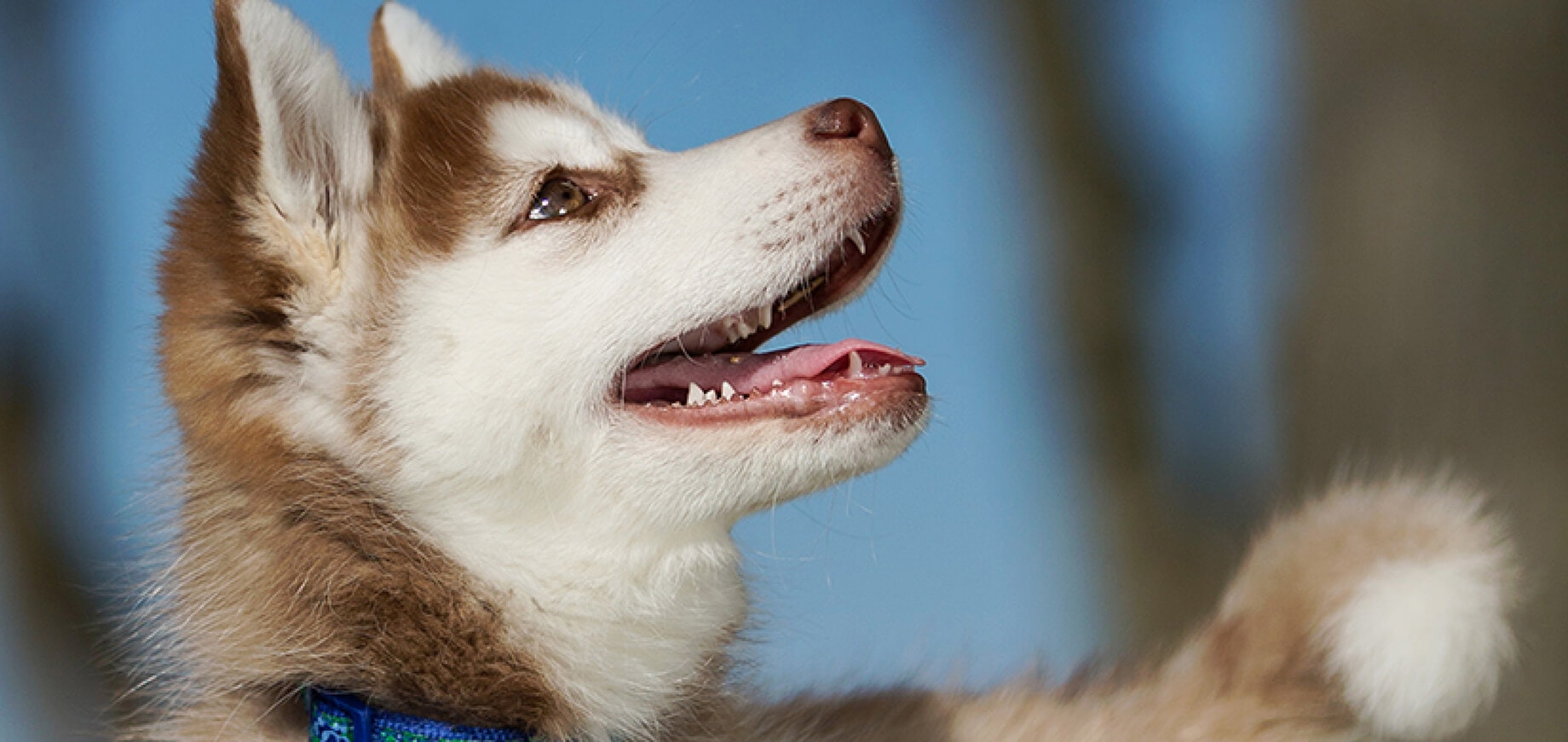 Adoção de cachorro: dicas de adaptação
