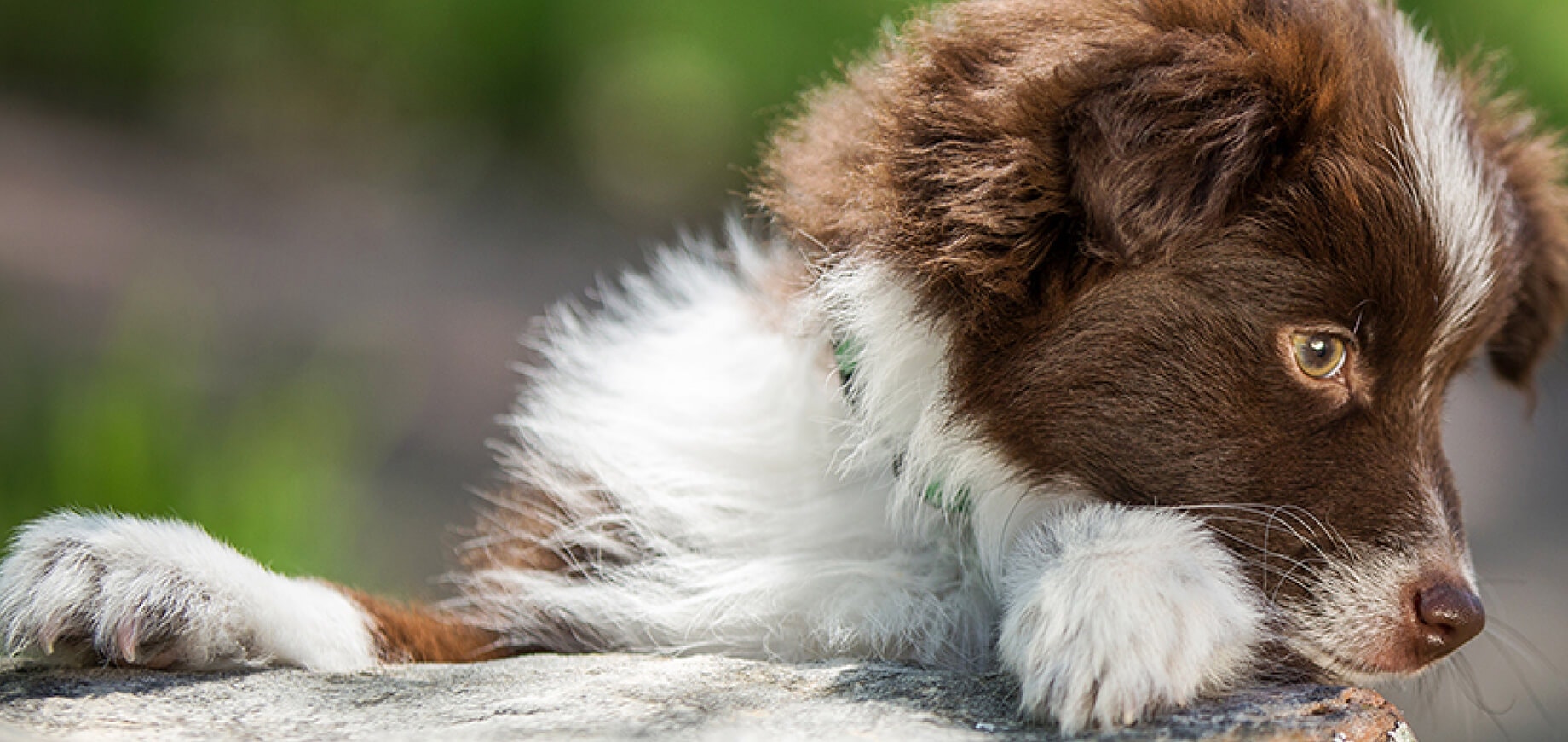Descubra como adestrar um cachorro filhote