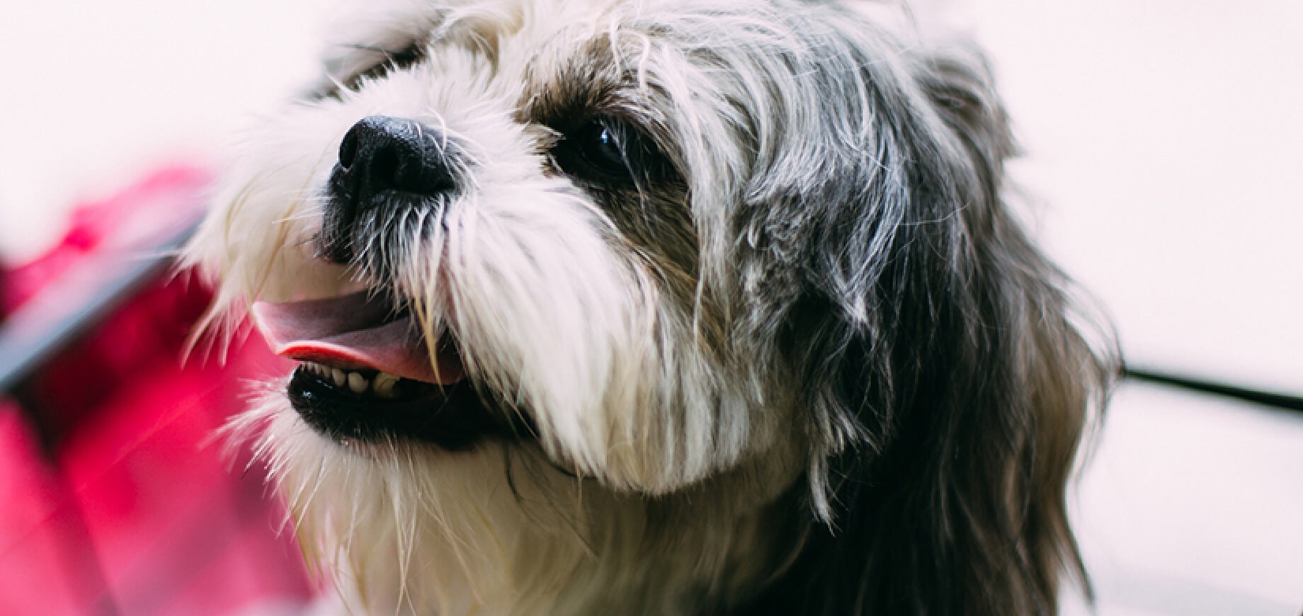 Como cuidar de um cachorro adotado