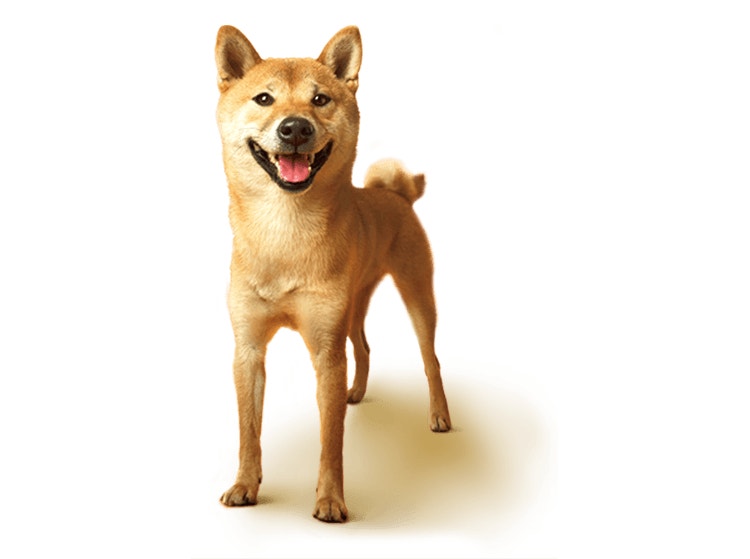 Shiba Inu