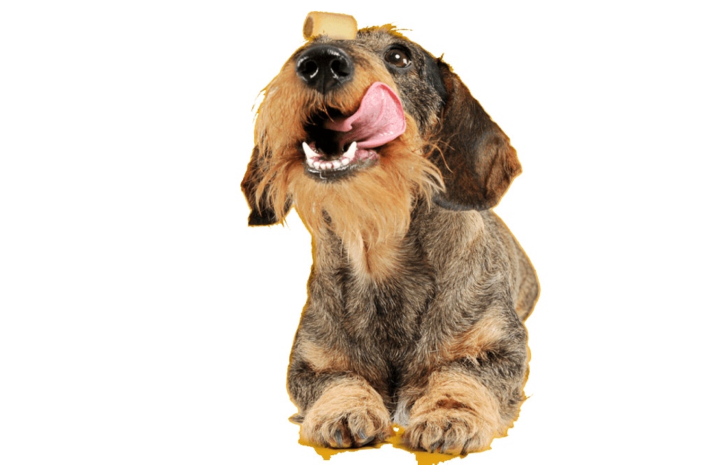 Adoção: dicas e cuidados