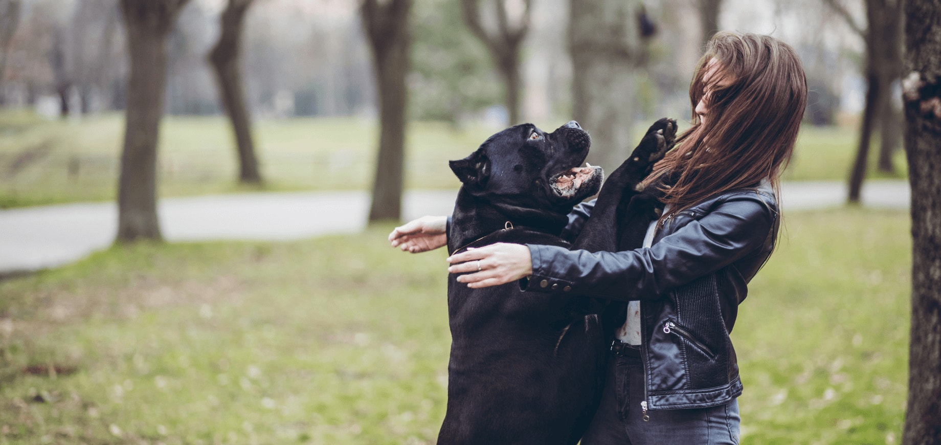 Adestramento de cães: ensine seu cachorro a não pular nas pessoas