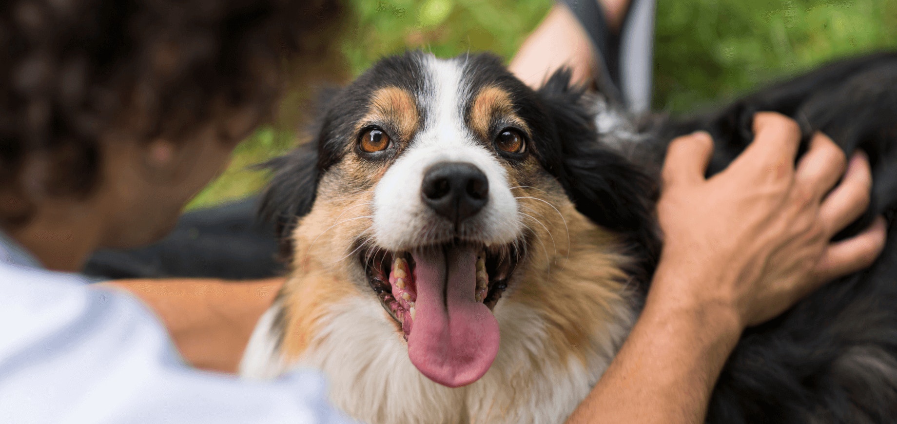 Adoção ou resgate de um cachorro abandonado