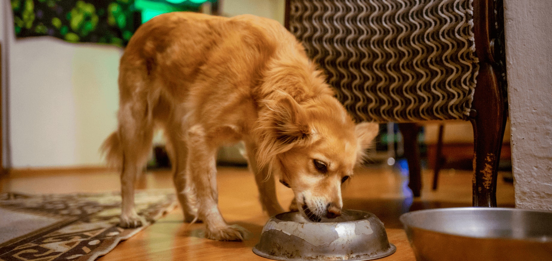 Sachê para cachorros: demonstre amor por seu cão