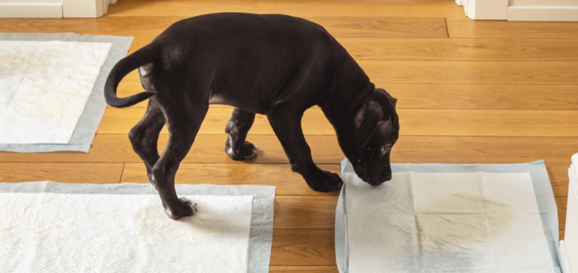 Ensinando seu cachorro a usar “o banheiro