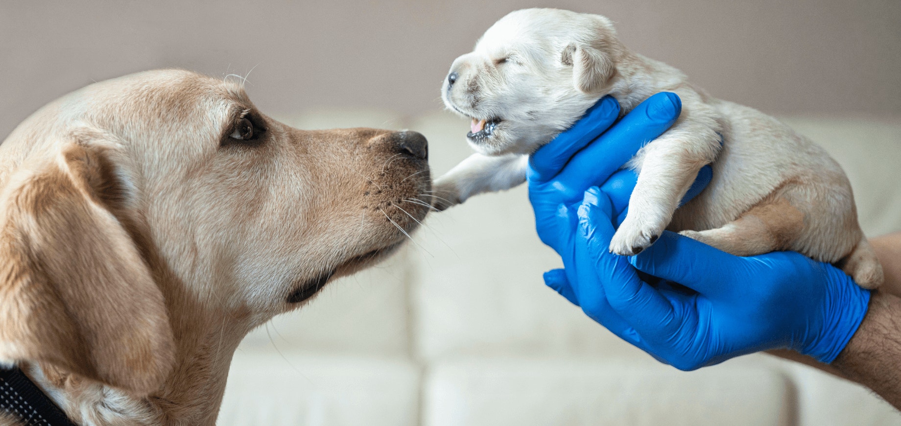 Desenvolvimento do cachorro filhote: do nascimento até 12 semanas