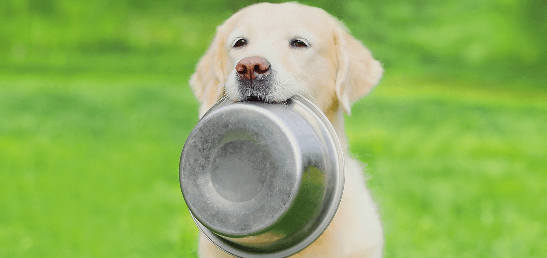 Diferenças entre as linhas de rações secas PEDIGREE®