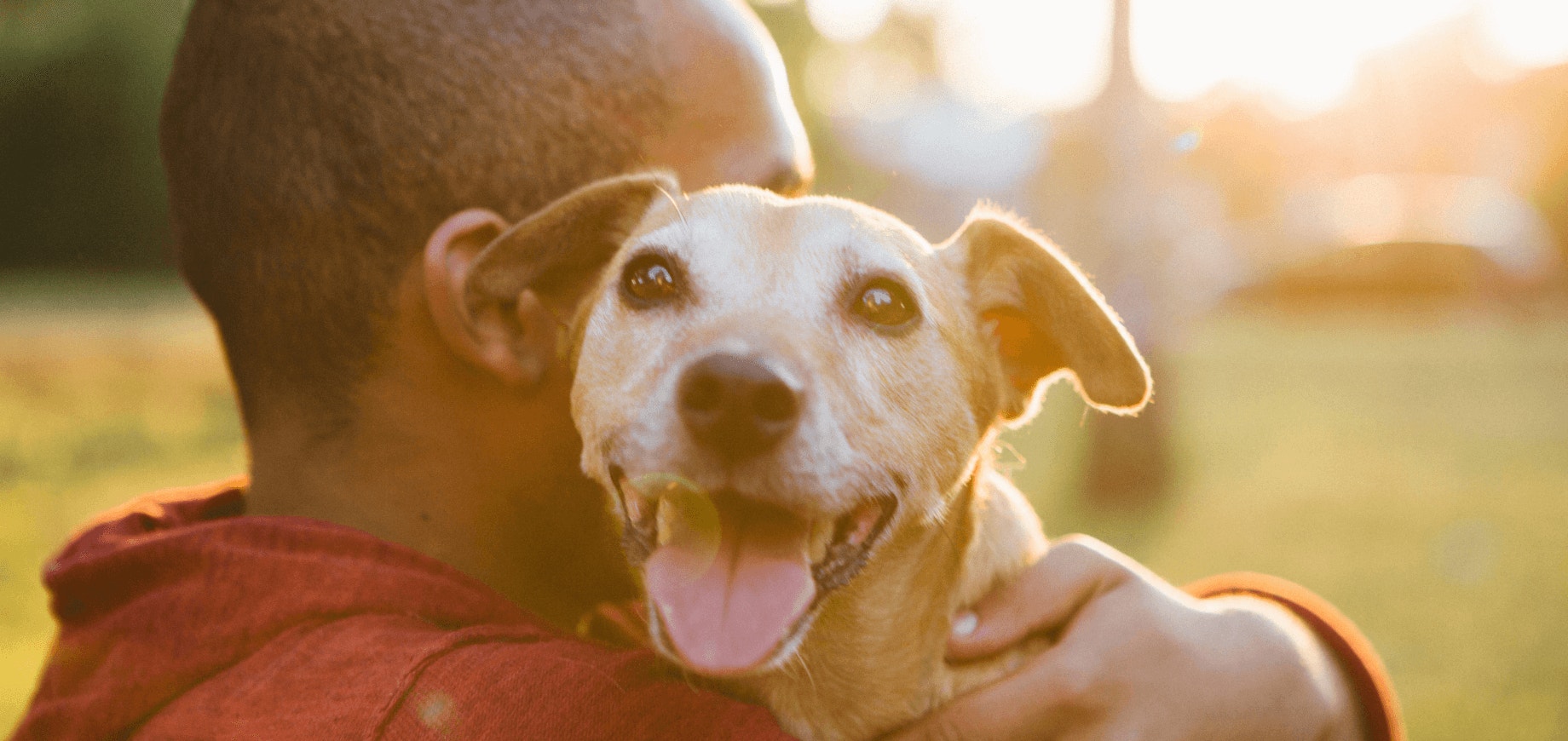 Qual cachorro ou filhote é ideal para você