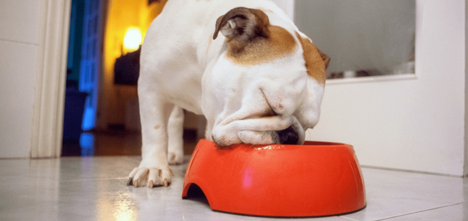 Nutrientes que precisam estar na alimentação dos cachorros