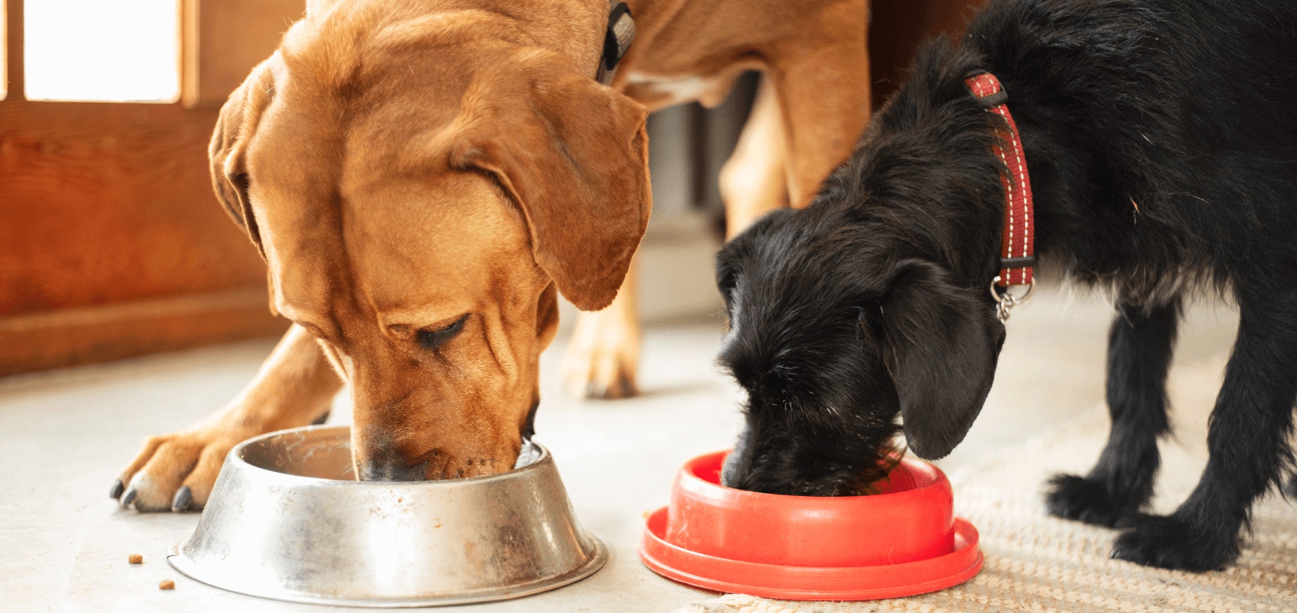 Prevenção à infestação: como conservar a ração