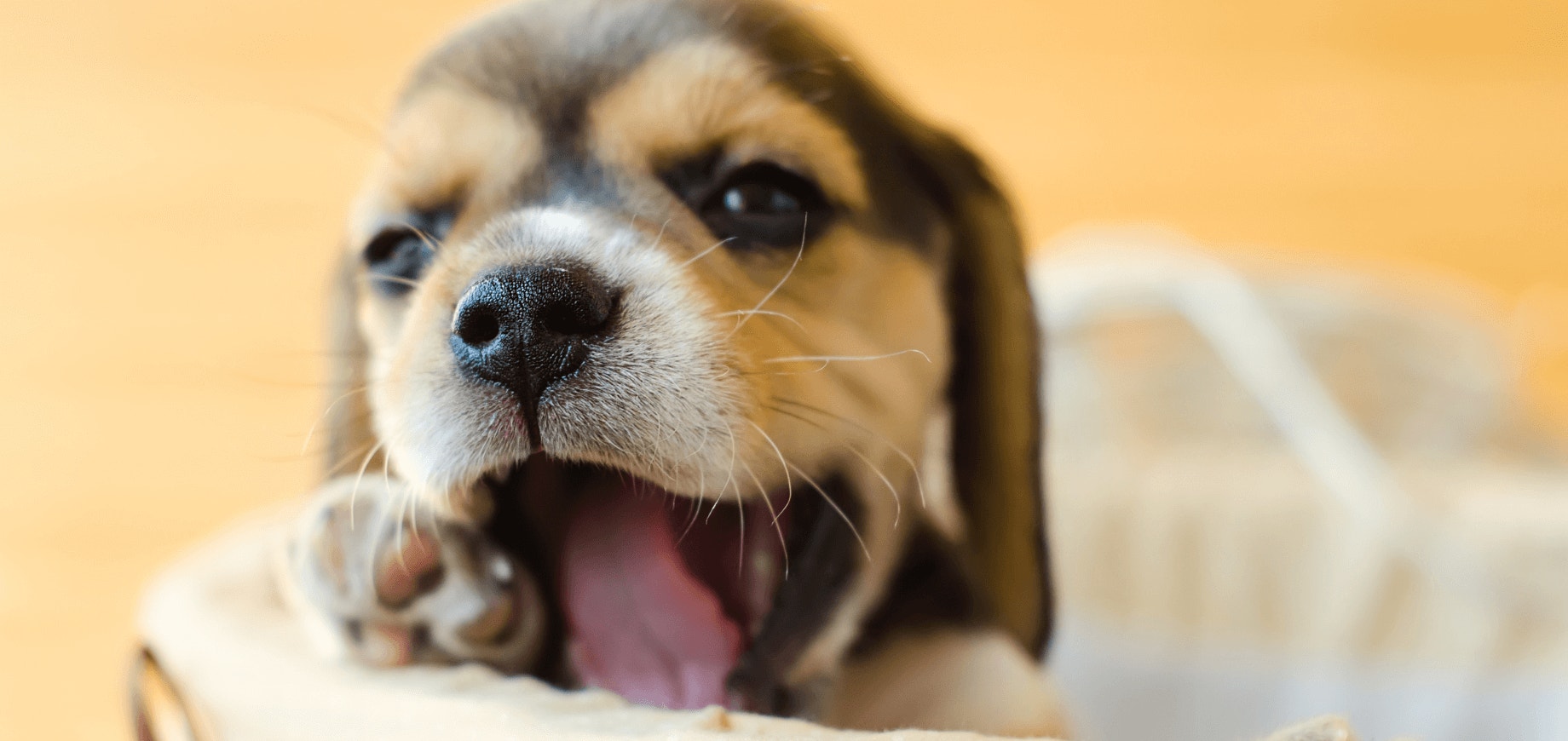 Primeiros dias do filhote em casa: 7 dicas de adaptação