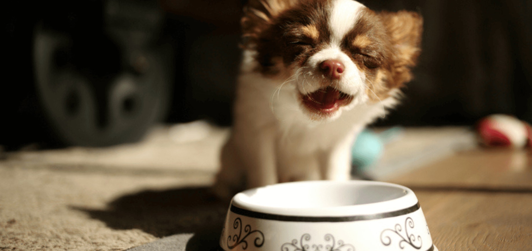 Alimentação para filhotes