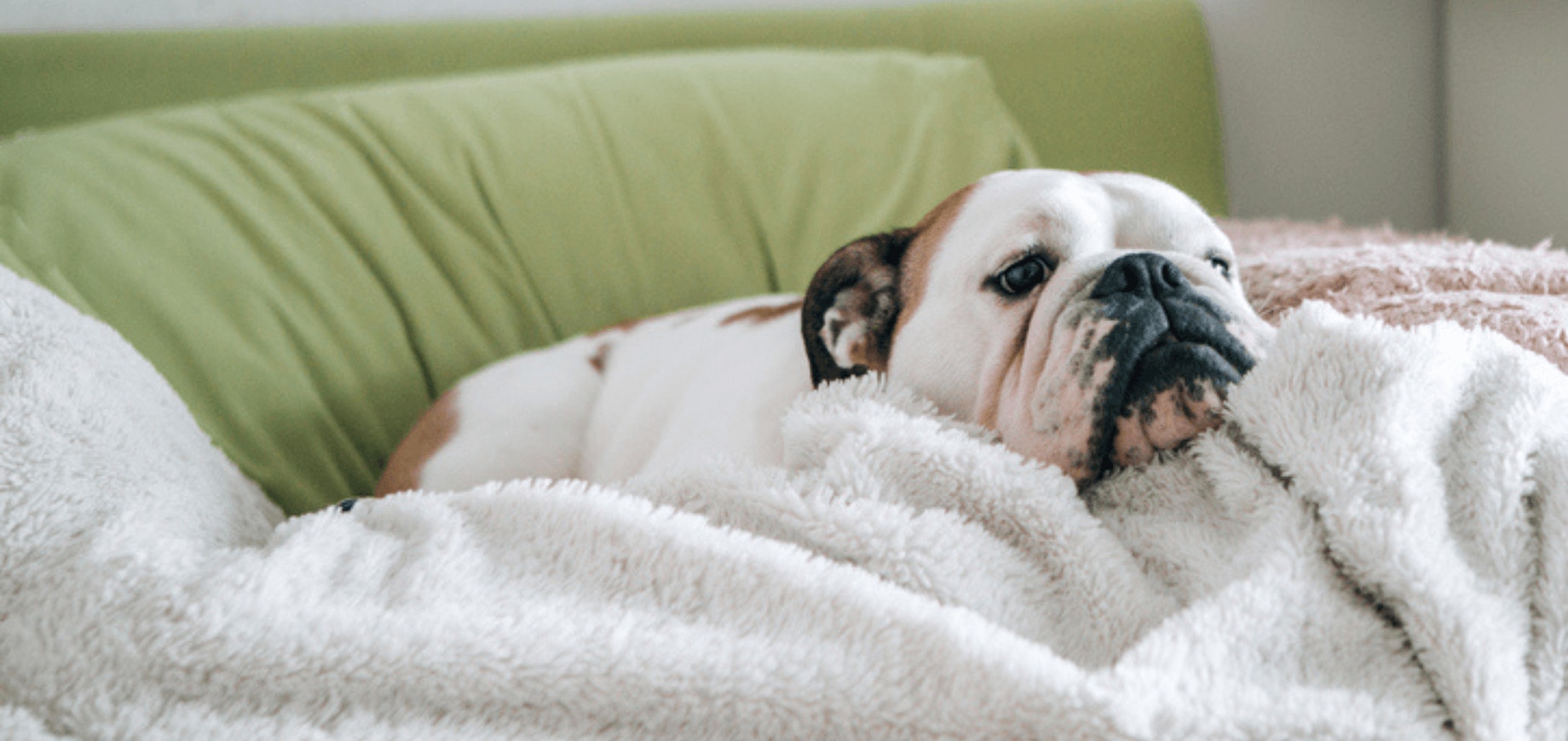 8 sinais de que seu cachorro está doente