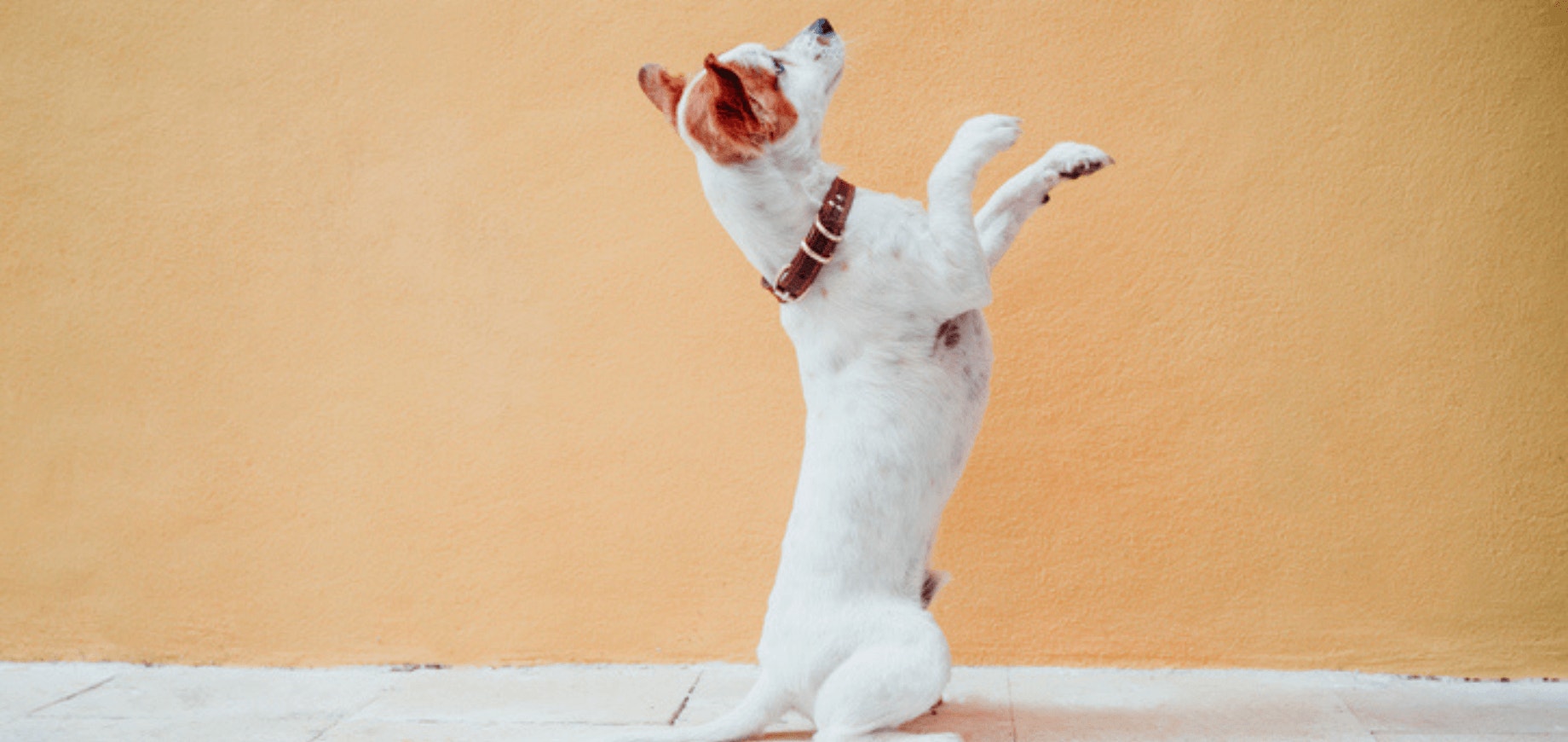 Treinamento para cachorros: parte 2