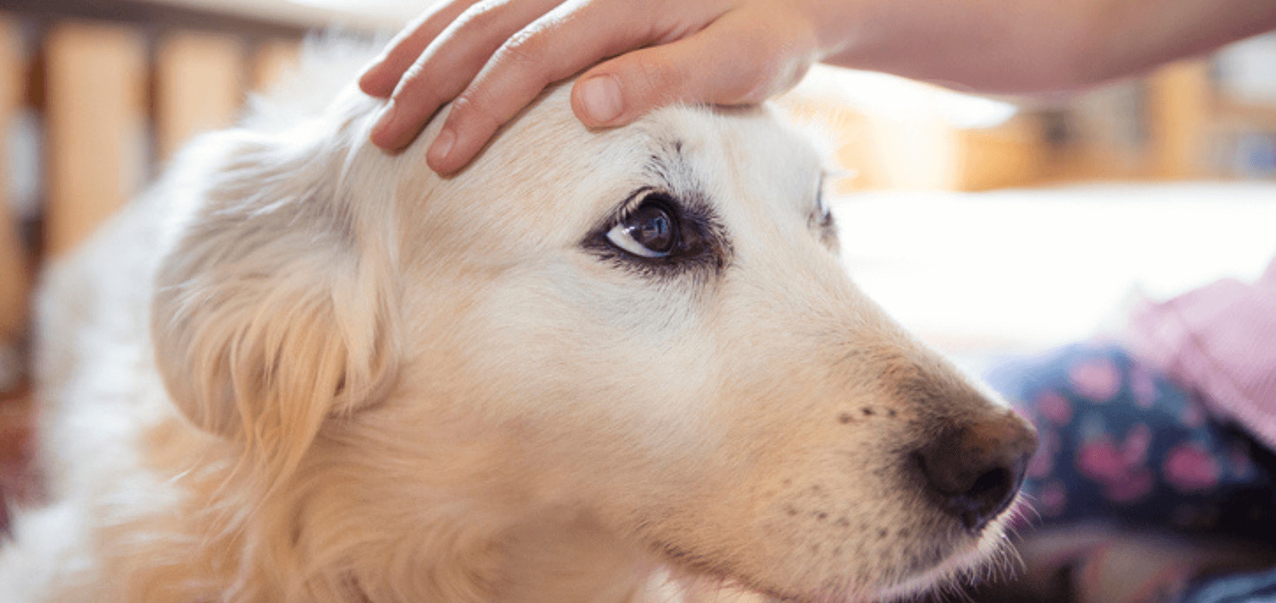 Treinamento para cachorros: parte 1