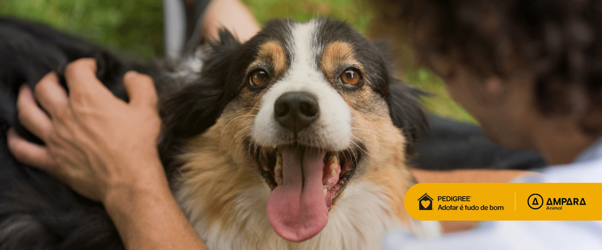 Cachorro preto, branco e caramelo com língua para fora