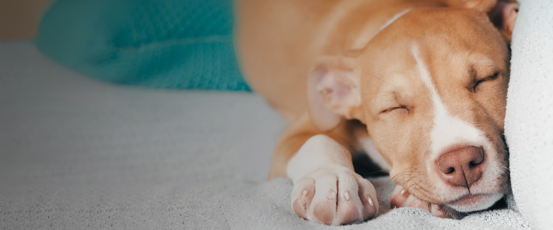 Cachorro filhote caramelo e branco dormindo