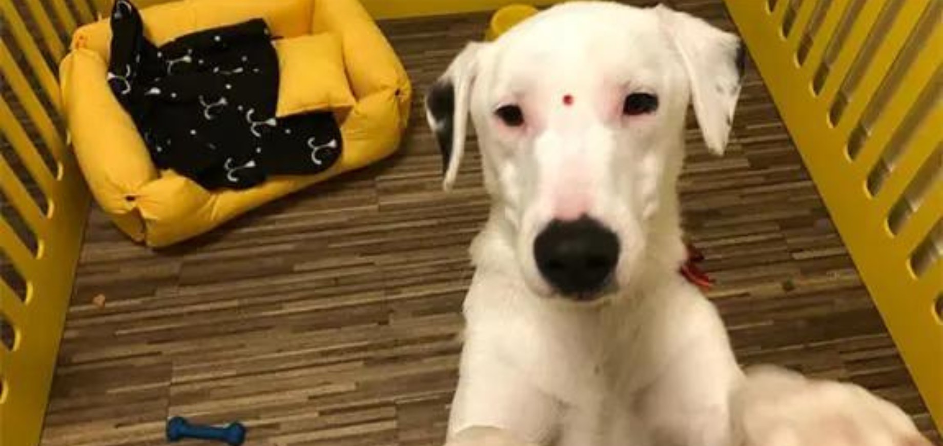 Meio & Mensagem: Mars relembra trajetória do programa PEDIGREE® Adotar É Tudo de Bom