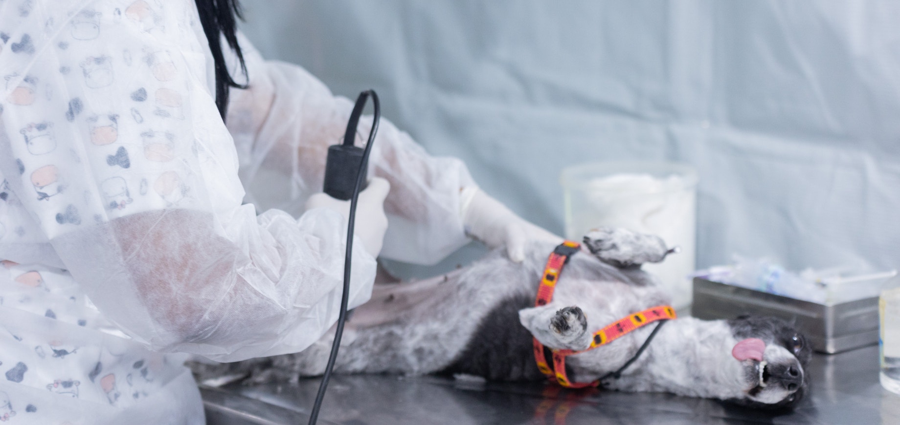 Mars, AMPARA Animal e Hospital Veterinário Pet Care realizam a castração de mais de 70 cães e alertam sobre o abandono animal