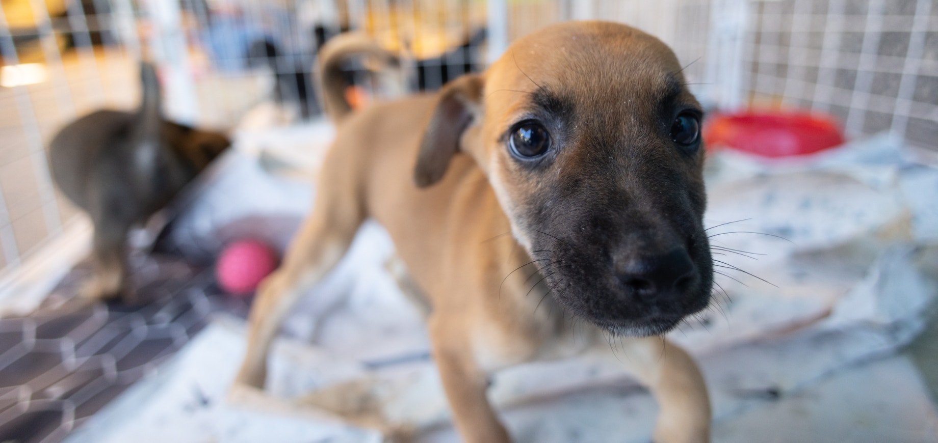 Dia do Vira-Lata: PEDIGREE® reforça a importância da adoção responsável