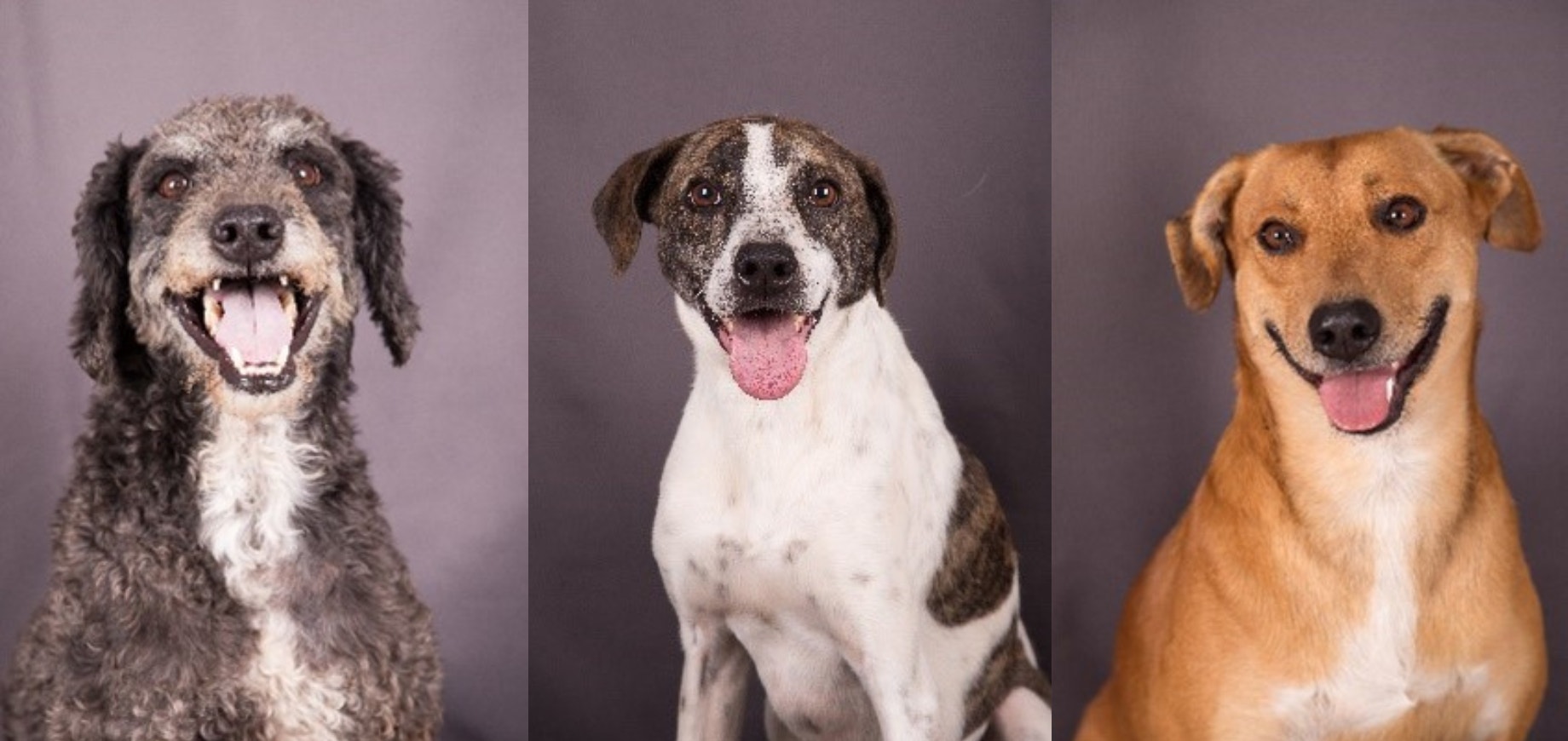 Dia Mundial dos Animais de Rua: PEDIGREE® traz iniciativas para encontrar lares para os pets