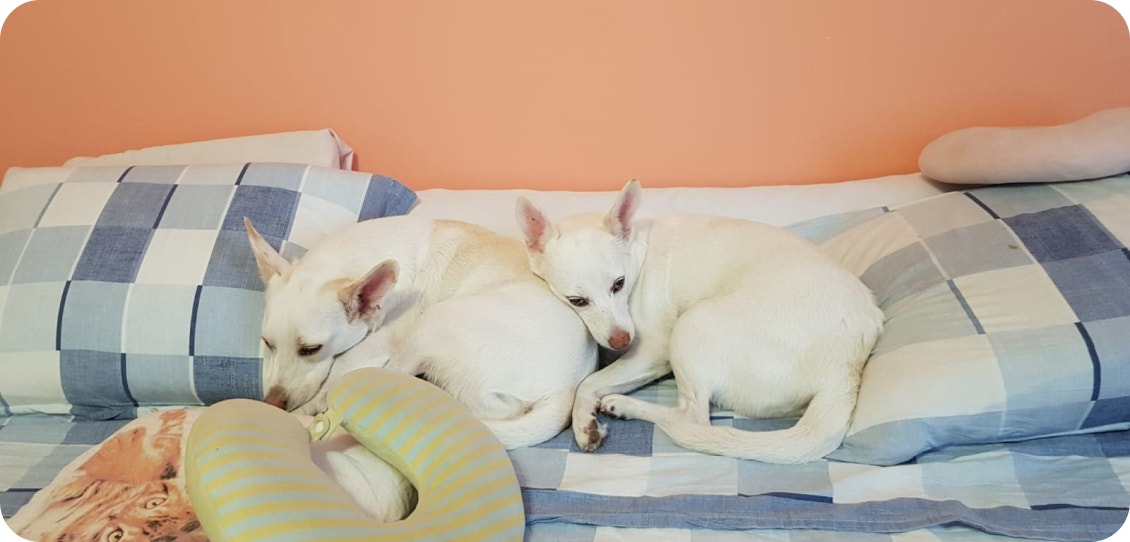 Dois cachorro brancos, deitados, em uma cama com lençol quadriculado azul e branco e parede laranja