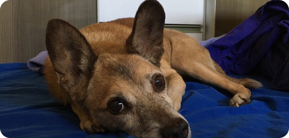 Cachorro caramelo idoso, deitado em um lençol azul