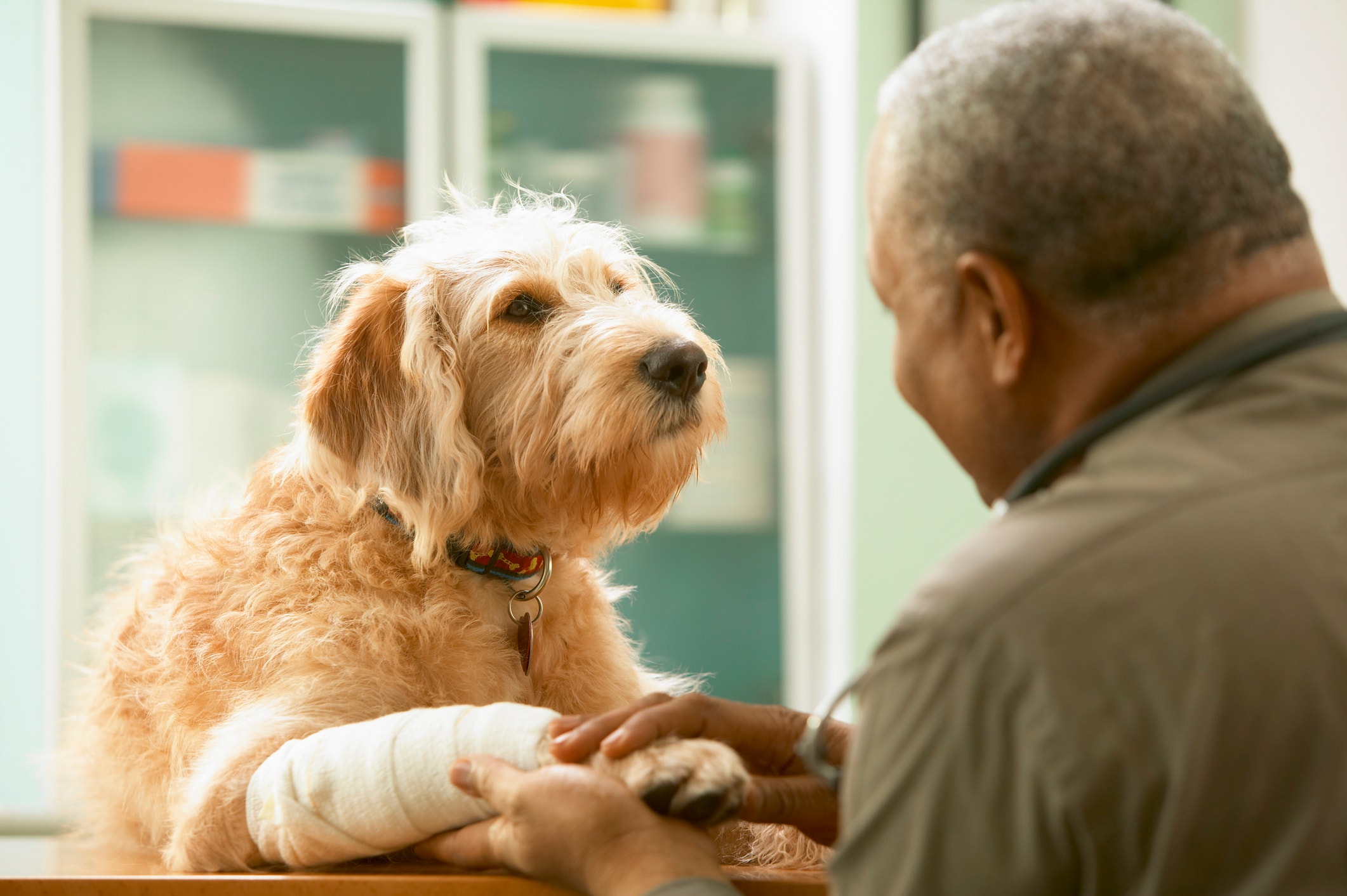 Cão Caramelo olhando para um homem