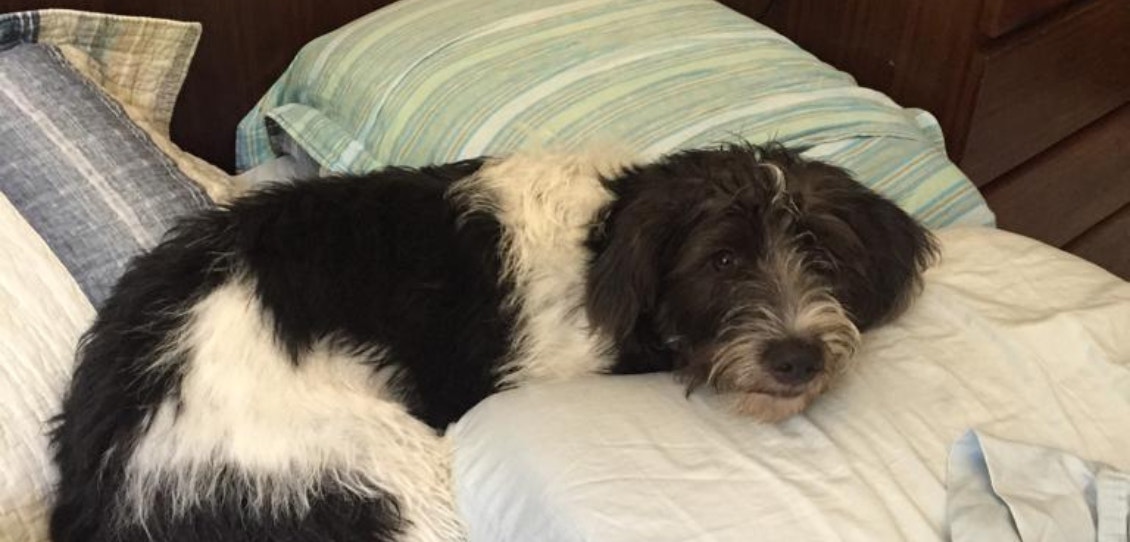 Cachorro de pelo médio, preto e branco, deitado sob o travesseiro em uma cama com lençóis verde e branco.