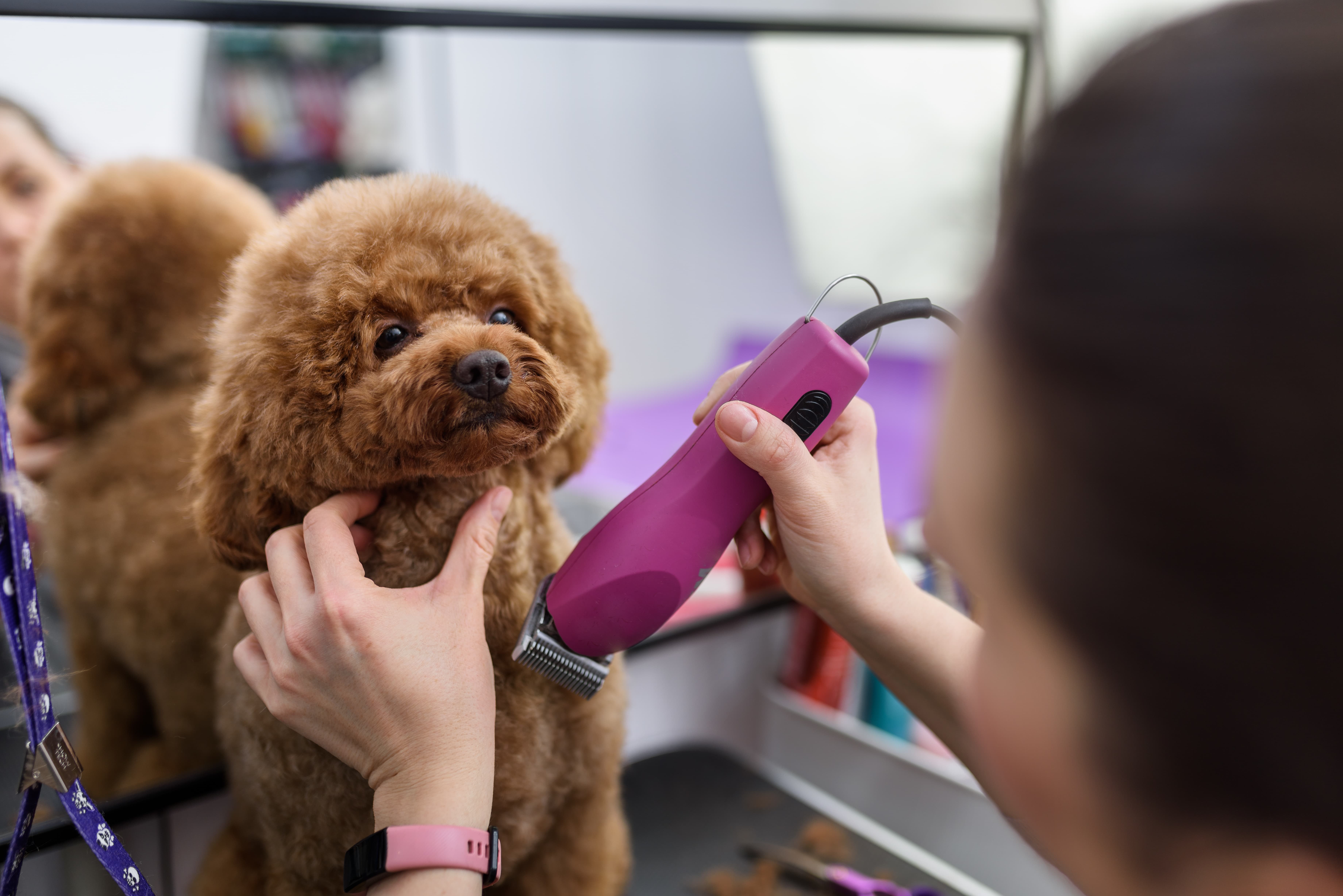Imagem de um Poodle marrom sentado sendo tosado por uma mulher, que segura uma máquina em uma mão e o segura com a outra. 