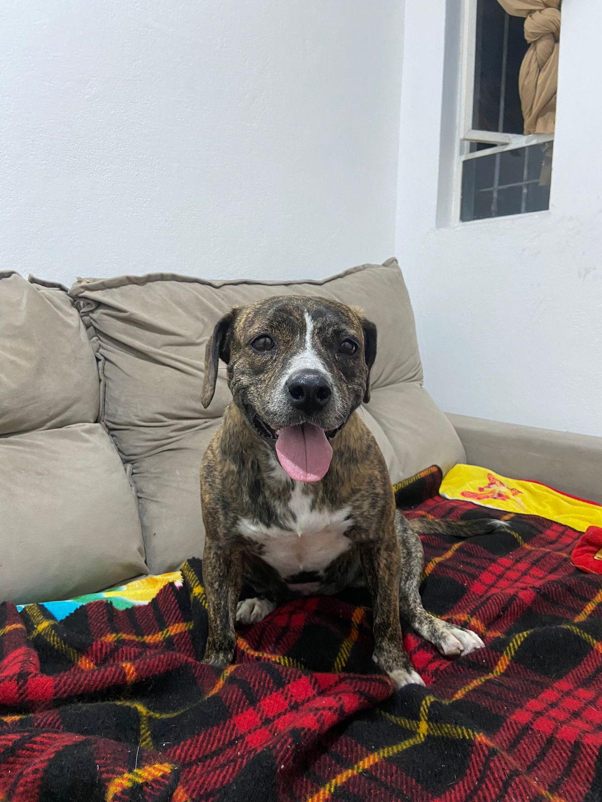 Ariel está sentada em um sofá bege. Ela tem pelagem curta e tigrada, com manchas marrons e pretas. Está com a língua para fora, parecendo feliz e animada. Está sentada sobre um cobertor xadrez em tons de vermelho e preto, que cobre parte do sofá. Ao fundo, há uma parede branca e uma janela com uma cortina amarrada.