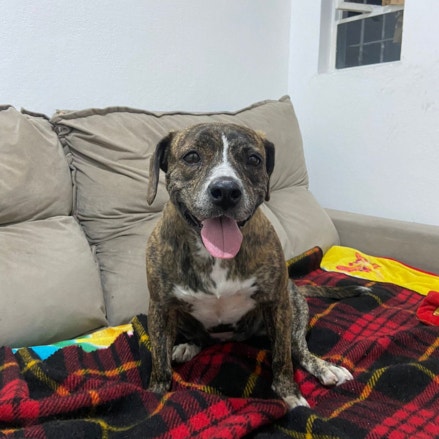 Ariel está sentada em um sofá bege. Ela tem pelagem curta e tigrada, com manchas marrons e pretas. Está com a língua para fora, parecendo feliz e animada. Está sentada sobre um cobertor xadrez em tons de vermelho e preto, que cobre parte do sofá. Ao fundo, há uma parede branca e uma janela com uma cortina amarrada.