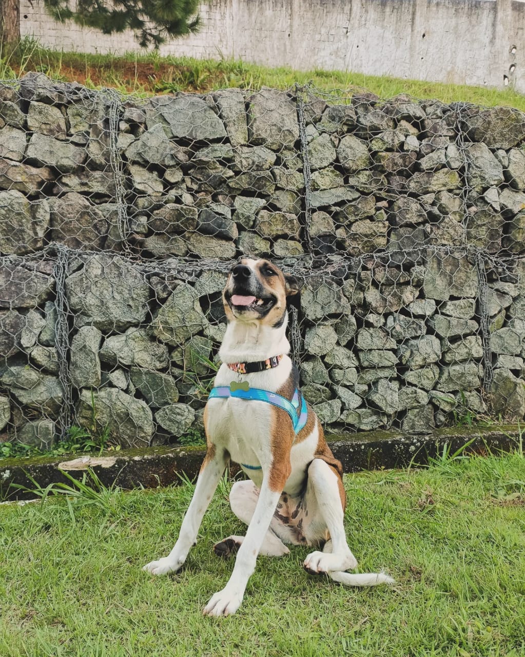Foto da Mel sentada em um gramado, apoiada nas 2 patas da frente e com um muro de pedras atrás. Mel possui pelugem curta nas cores branco e caramelo, além de uma coleira na cor azul. Ela está sorrindo com a língua para fora.