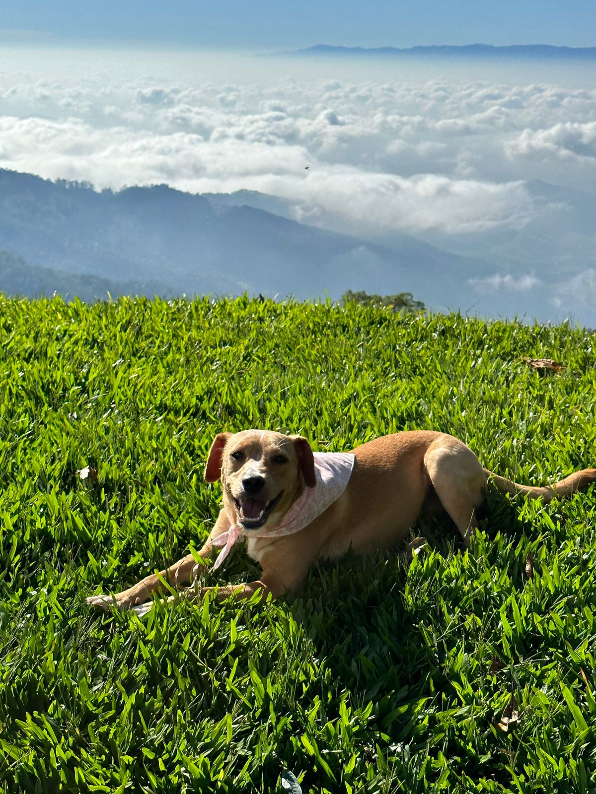 Foto da Pituka deitada em um gramado, no topo de uma montanha com nuvens no horizonte ao fundo. Pituka tem a pelugem curta na cor caramelho e está com um lenço predominante na cor branca, amarrado ao pescoço. Ela está sorrindo.