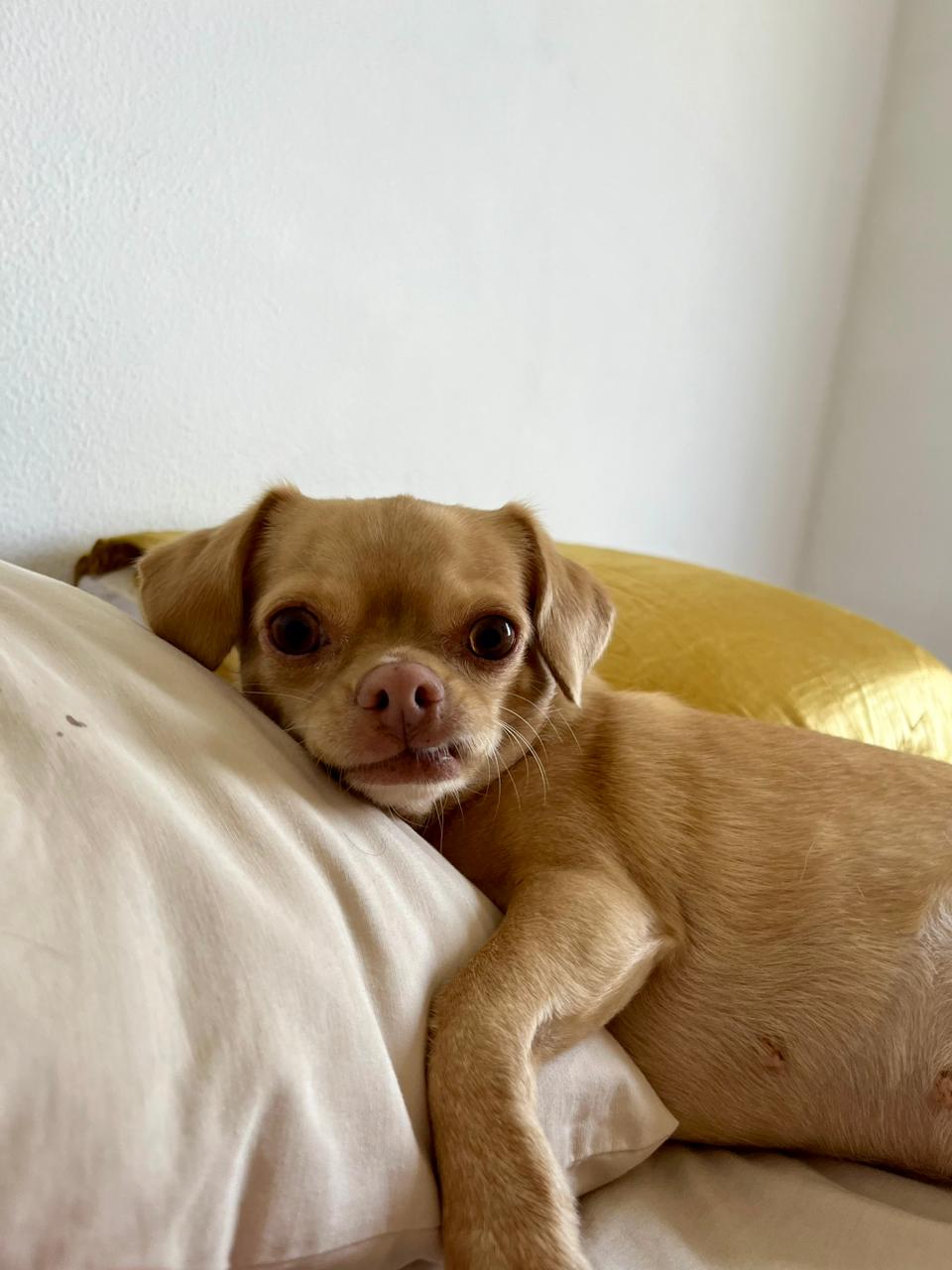 Foto da Malu deitada sobre uma cama e cm a cabeça e parte do corpo sobre um travesseiro de cor beje. Malu tem pelugem curta na cor caramelo.