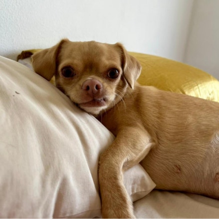 Foto da Malu deitada sobre uma cama e cm a cabeça e parte do corpo sobre um travesseiro de cor beje. Malu tem pelugem curta na cor caramelo.