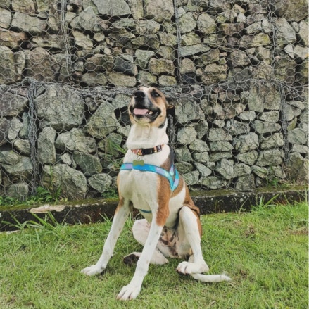 Foto da Mel sentada em um gramado, apoiada nas 2 patas da frente e com um muro de pedras atrás. Mel possui pelugem curta nas cores branco e caramelo, além de uma coleira na cor azul. Ela está sorrindo com a língua para fora.