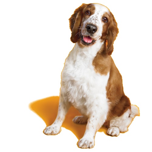 Receitas | PEDIGREE®