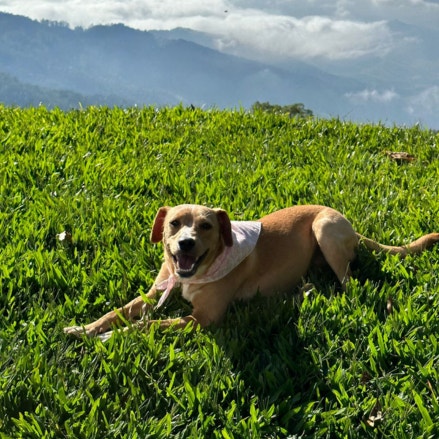 Foto da Pituka deitada em um gramado, no topo de uma montanha com nuvens no horizonte ao fundo. Pituka tem a pelugem curta na cor caramelho e está com um lenço predominante na cor branca, amarrado ao pescoço. Ela está sorrindo.