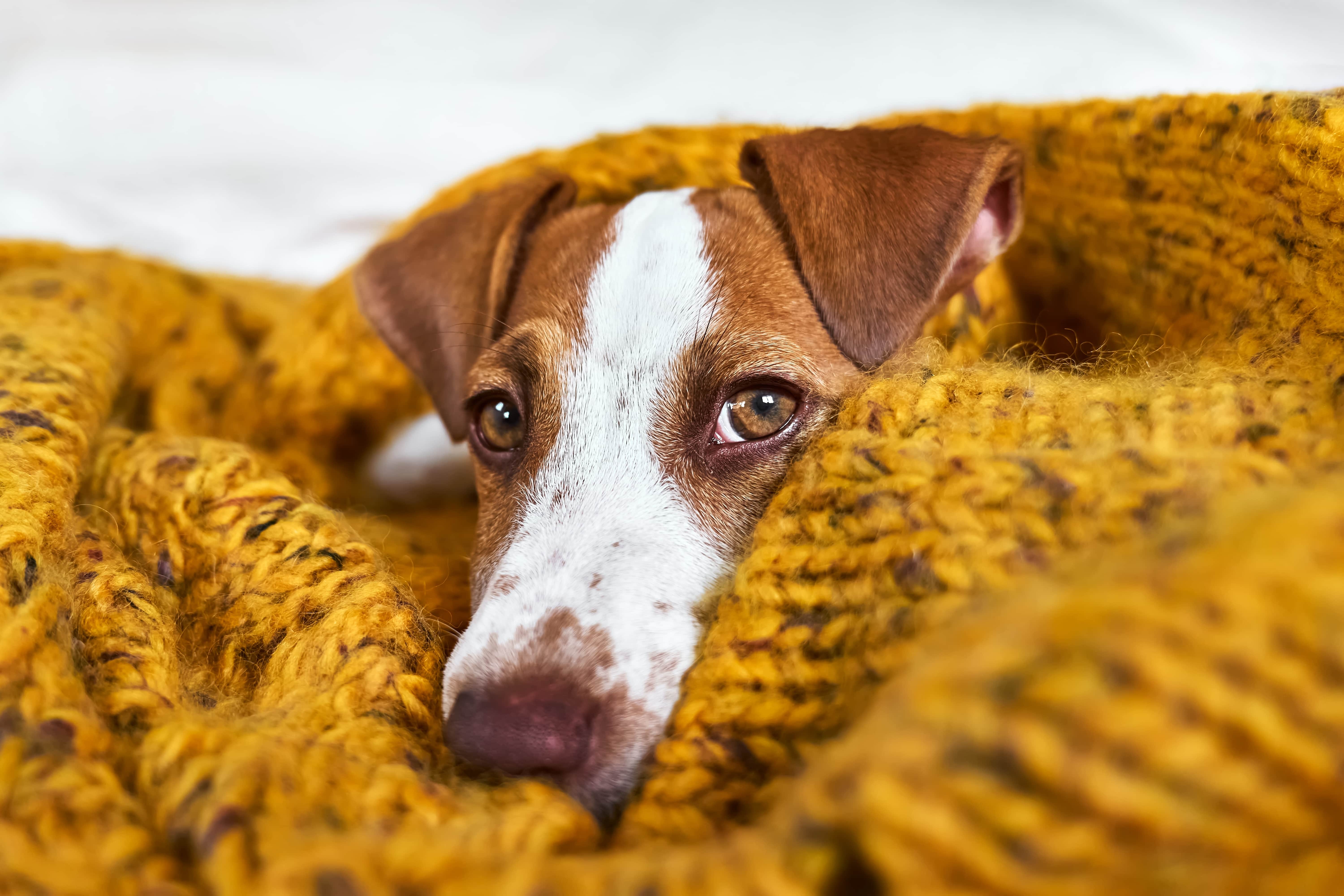 Imagem de um Jack Russell branco com manchas e pintas marrons deitado em uma manta mostarda de crochê.