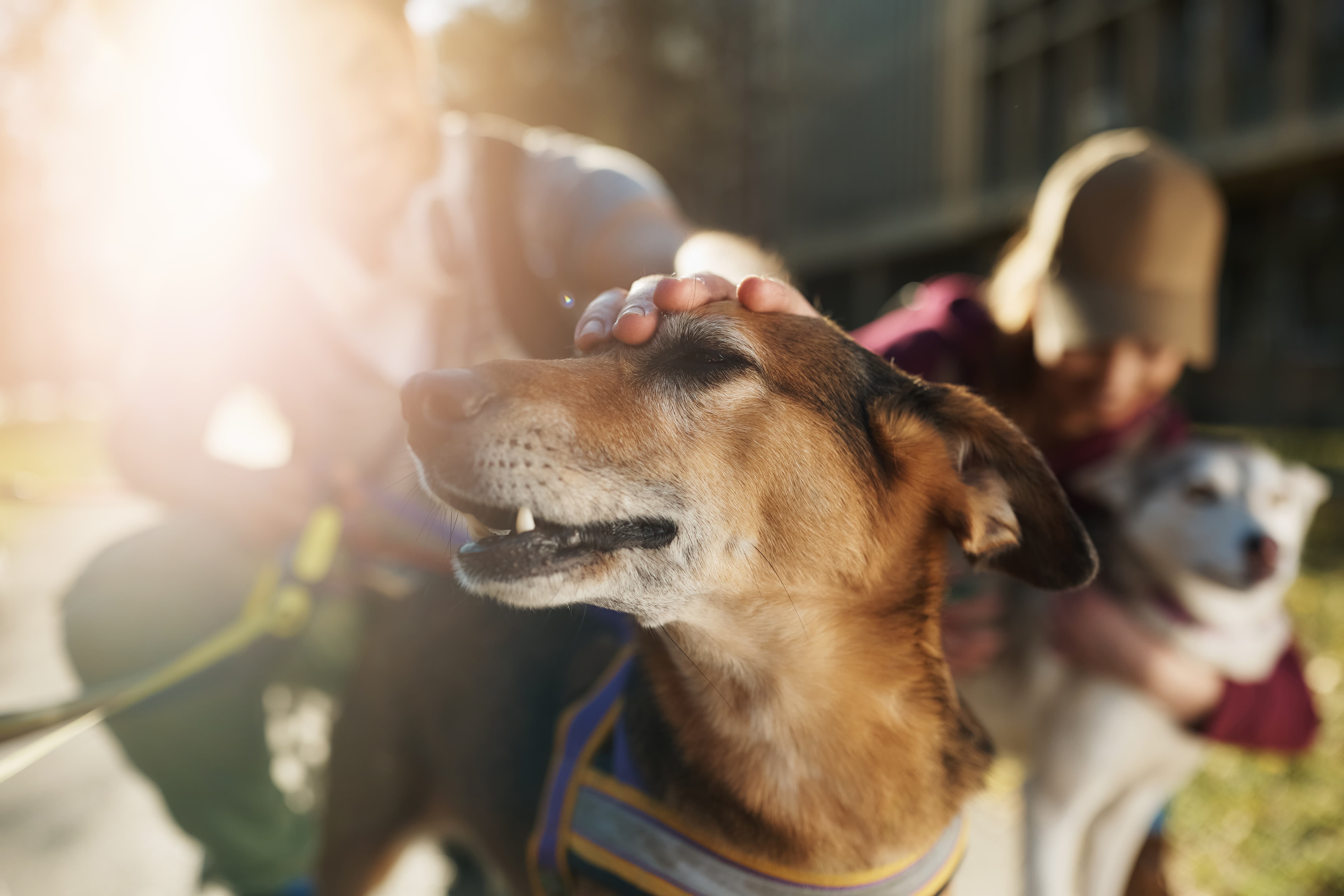 Cachorro sendo acariciado por um homem e uma outra pessoa está no fundo com outro cachorro