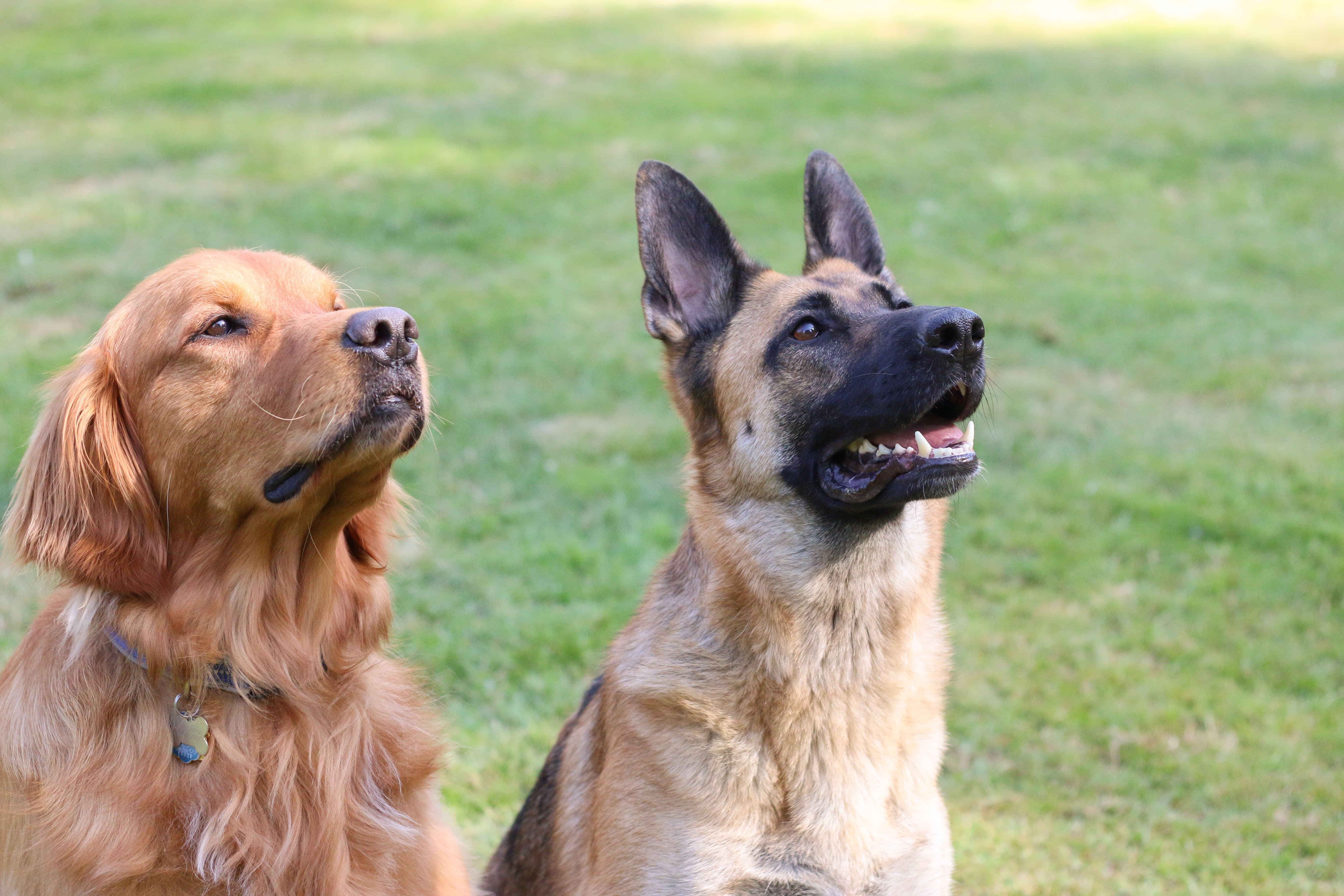Cachorro Golden Retriever e cachorro Pastor Alemão sentados na grama olhando na mesma direção