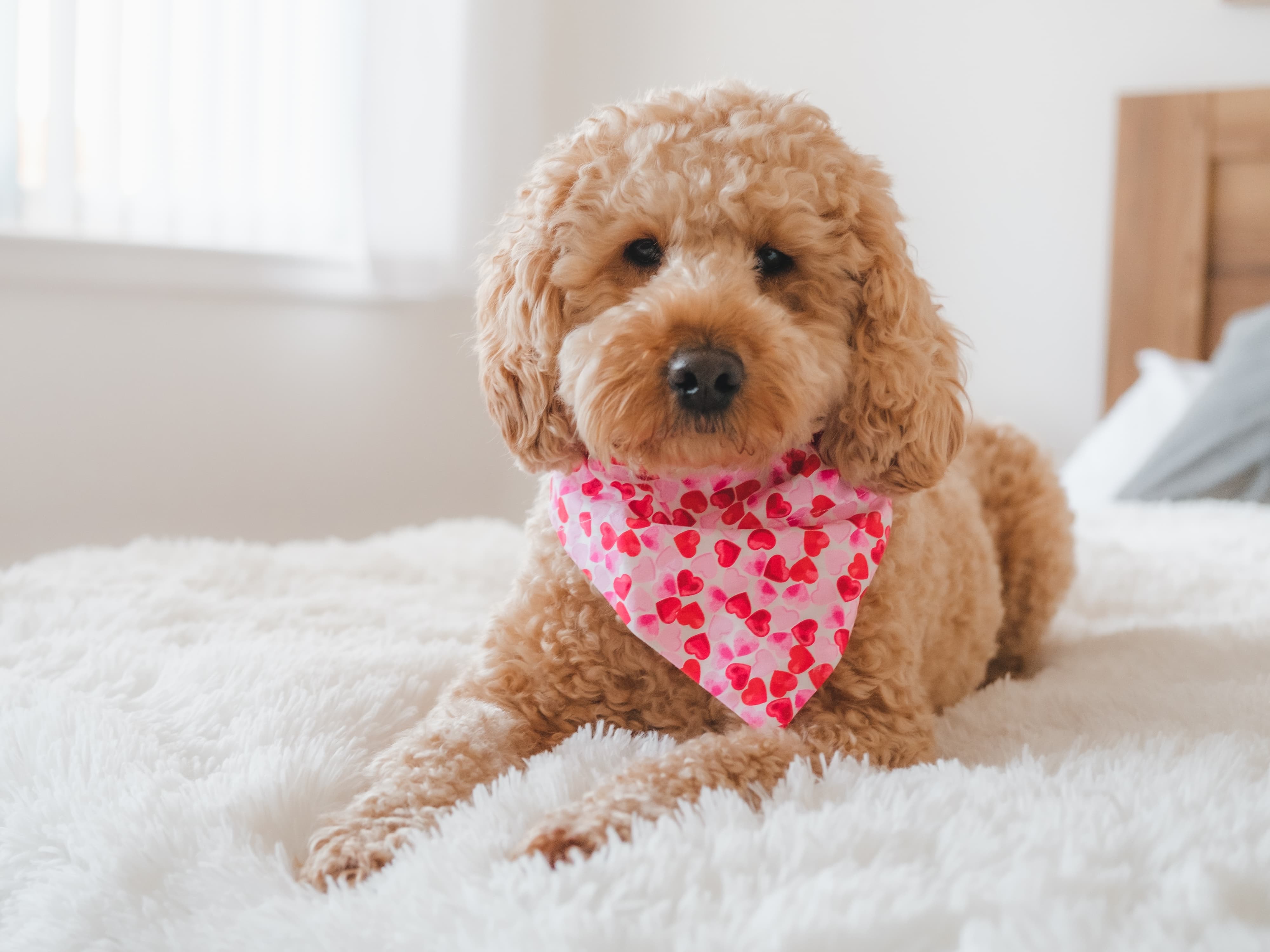 Poodle marrom com lenço rosa de corações vermelhos no pescoço, deitado em uma manta peluda branca
