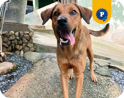 Cadela Amália em pé com a língua de fora