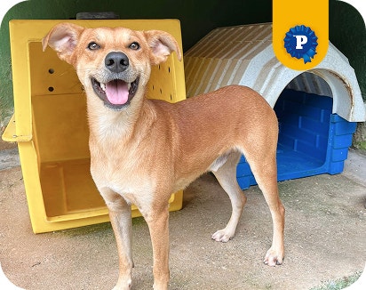 Doguinho caramelo Billy em pé, em frente a uma casinha de cachorro