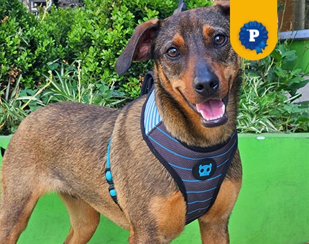 Cachorro caramelo Bidu sorridente na foto, usando uma coleira peitoral.