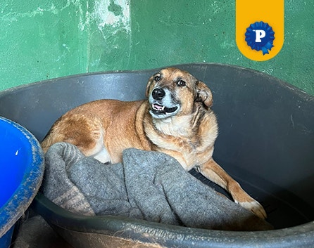 Cachorra caramelo Gaya sorrindo, deitada com um cobertor